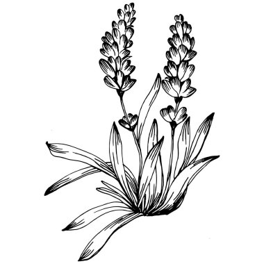 Lavanta yalıtılmış çizim çizimi. Düğün otu, bitki ya da davetiye için zarif yapraklı monogram için el yapımı unsur tarih kartı tasarımını kaydet. Botanik kırsal trend yeşilliği.