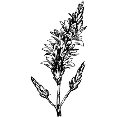 Lavanta yalıtılmış çizim çizimi. Düğün otu, bitki ya da davetiye için zarif yapraklı monogram için el yapımı unsur tarih kartı tasarımını kaydet. Botanik kırsal trend yeşilliği.