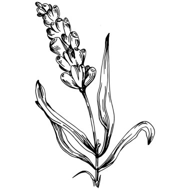 Lavanta yalıtılmış çizim çizimi. Düğün otu, bitki ya da davetiye için zarif yapraklı monogram için el yapımı unsur tarih kartı tasarımını kaydet. Botanik kırsal trend yeşilliği.