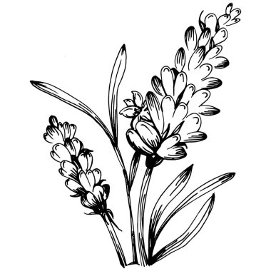 Lavanta yalıtılmış çizim çizimi. Düğün otu, bitki ya da davetiye için zarif yapraklı monogram için el yapımı unsur tarih kartı tasarımını kaydet. Botanik kırsal trend yeşilliği.