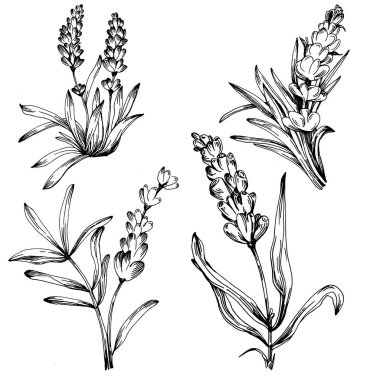 Lavanta yalıtılmış çizim çizimi. Düğün otu, bitki ya da davetiye için zarif yapraklı monogram için el yapımı unsur tarih kartı tasarımını kaydet. Botanik kırsal trend yeşilliği.