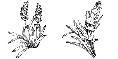 Lavanta yalıtılmış çizim çizimi. Düğün otu, bitki ya da davetiye için zarif yapraklı monogram için el yapımı unsur tarih kartı tasarımını kaydet. Botanik kırsal trend yeşilliği.