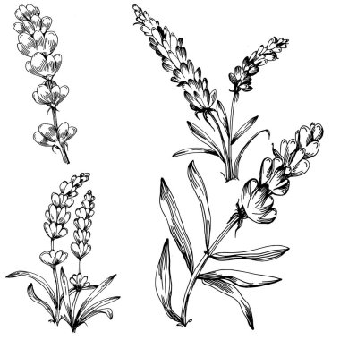 Lavanta yalıtılmış çizim çizimi. Düğün otu, bitki ya da davetiye için zarif yapraklı monogram için el yapımı unsur tarih kartı tasarımını kaydet. Botanik kırsal trend yeşilliği.