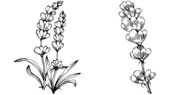 Lavanta yalıtılmış çizim çizimi. Düğün otu, bitki ya da davetiye için zarif yapraklı monogram için el yapımı unsur tarih kartı tasarımını kaydet. Botanik kırsal trend yeşilliği.