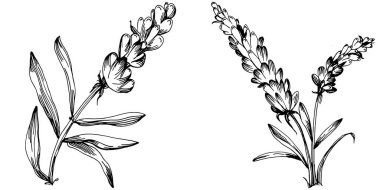 Lavanta yalıtılmış çizim çizimi. Düğün otu, bitki ya da davetiye için zarif yapraklı monogram için el yapımı unsur tarih kartı tasarımını kaydet. Botanik kırsal trend yeşilliği.