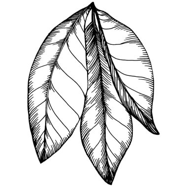 Fındık, fındık, hindistan cevizi, elle çizilmiş Vektör İllüstrasyonu beyaz arka planda izole edilmiş. Restoran menüsü, market etiketi, logo, amblem ve mutfak tasarımı için Retro style tarım ürünü. Yemek için dekorasyon.