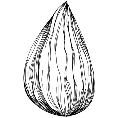 Fındık, fındık, hindistan cevizi, elle çizilmiş Vektör İllüstrasyonu beyaz arka planda izole edilmiş. Restoran menüsü, market etiketi, logo, amblem ve mutfak tasarımı için Retro style tarım ürünü. Yemek için dekorasyon.