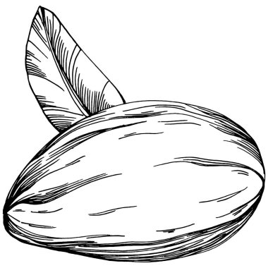 Fındık, fındık, hindistan cevizi, elle çizilmiş Vektör İllüstrasyonu beyaz arka planda izole edilmiş. Restoran menüsü, market etiketi, logo, amblem ve mutfak tasarımı için Retro style tarım ürünü. Yemek için dekorasyon.