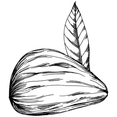 Fındık, fındık, hindistan cevizi, elle çizilmiş Vektör İllüstrasyonu beyaz arka planda izole edilmiş. Restoran menüsü, market etiketi, logo, amblem ve mutfak tasarımı için Retro style tarım ürünü. Yemek için dekorasyon.