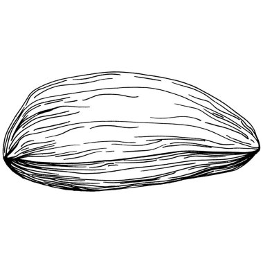 Fındık, fındık, hindistan cevizi, elle çizilmiş Vektör İllüstrasyonu beyaz arka planda izole edilmiş. Restoran menüsü, market etiketi, logo, amblem ve mutfak tasarımı için Retro style tarım ürünü. Yemek için dekorasyon.