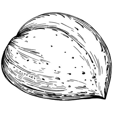 Fındık, fındık, hindistan cevizi, elle çizilmiş Vektör İllüstrasyonu beyaz arka planda izole edilmiş. Restoran menüsü, market etiketi, logo, amblem ve mutfak tasarımı için Retro style tarım ürünü. Yemek için dekorasyon.