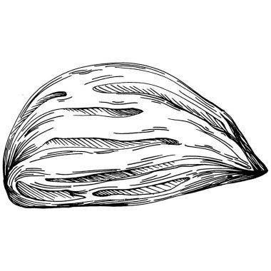 Fındık, fındık, hindistan cevizi, elle çizilmiş Vektör İllüstrasyonu beyaz arka planda izole edilmiş. Restoran menüsü, market etiketi, logo, amblem ve mutfak tasarımı için Retro style tarım ürünü. Yemek için dekorasyon.