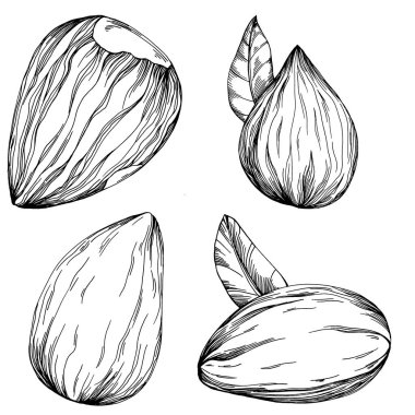 Fındık, fındık, hindistan cevizi, elle çizilmiş Vektör İllüstrasyonu beyaz arka planda izole edilmiş. Restoran menüsü, market etiketi, logo, amblem ve mutfak tasarımı için Retro style tarım ürünü. Yemek için dekorasyon.