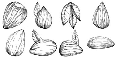 Fındık, fındık, hindistan cevizi, elle çizilmiş Vektör İllüstrasyonu beyaz arka planda izole edilmiş. Restoran menüsü, market etiketi, logo, amblem ve mutfak tasarımı için Retro style tarım ürünü. Yemek için dekorasyon.