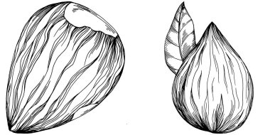 Fındık, fındık, hindistan cevizi, elle çizilmiş Vektör İllüstrasyonu beyaz arka planda izole edilmiş. Restoran menüsü, market etiketi, logo, amblem ve mutfak tasarımı için Retro style tarım ürünü. Yemek için dekorasyon.