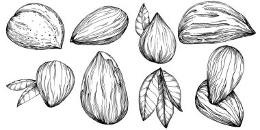 Fındık, fındık, hindistan cevizi, elle çizilmiş Vektör İllüstrasyonu beyaz arka planda izole edilmiş. Restoran menüsü, market etiketi, logo, amblem ve mutfak tasarımı için Retro style tarım ürünü. Yemek için dekorasyon.