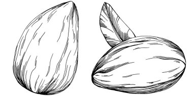 Fındık, fındık, hindistan cevizi, elle çizilmiş Vektör İllüstrasyonu beyaz arka planda izole edilmiş. Restoran menüsü, market etiketi, logo, amblem ve mutfak tasarımı için Retro style tarım ürünü. Yemek için dekorasyon.