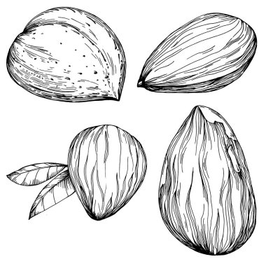 Fındık, fındık, hindistan cevizi, elle çizilmiş Vektör İllüstrasyonu beyaz arka planda izole edilmiş. Restoran menüsü, market etiketi, logo, amblem ve mutfak tasarımı için Retro style tarım ürünü. Yemek için dekorasyon.