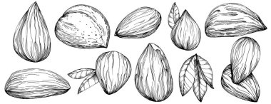 Fındık, fındık, hindistan cevizi, elle çizilmiş Vektör İllüstrasyonu beyaz arka planda izole edilmiş. Restoran menüsü, market etiketi, logo, amblem ve mutfak tasarımı için Retro style tarım ürünü. Yemek için dekorasyon.