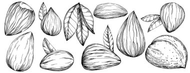 Fındık, fındık, hindistan cevizi, elle çizilmiş Vektör İllüstrasyonu beyaz arka planda izole edilmiş. Restoran menüsü, market etiketi, logo, amblem ve mutfak tasarımı için Retro style tarım ürünü. Yemek için dekorasyon.