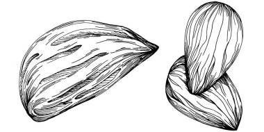 Fındık, fındık, hindistan cevizi, elle çizilmiş Vektör İllüstrasyonu beyaz arka planda izole edilmiş. Restoran menüsü, market etiketi, logo, amblem ve mutfak tasarımı için Retro style tarım ürünü. Yemek için dekorasyon.