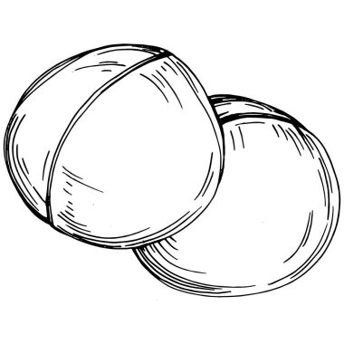 Beyaz arka planda el yapımı Macadamia Vektör İllüstrasyonu izole edildi. Restoran menüsü, market etiketi, logo, amblem ve mutfak tasarımı için Retro style tarım ürünü. Yiyecek ambalajı için dekorasyon.