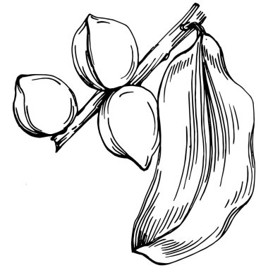 Beyaz arka planda el yapımı Macadamia Vektör İllüstrasyonu izole edildi. Restoran menüsü, market etiketi, logo, amblem ve mutfak tasarımı için Retro style tarım ürünü. Yiyecek ambalajı için dekorasyon.