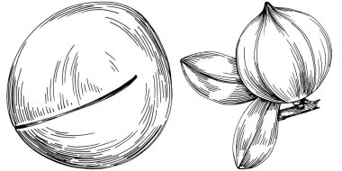 Beyaz arka planda el yapımı Macadamia Vektör İllüstrasyonu izole edildi. Restoran menüsü, market etiketi, logo, amblem ve mutfak tasarımı için Retro style tarım ürünü. Yiyecek ambalajı için dekorasyon.