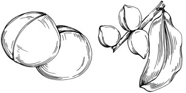 Beyaz arka planda el yapımı Macadamia Vektör İllüstrasyonu izole edildi. Restoran menüsü, market etiketi, logo, amblem ve mutfak tasarımı için Retro style tarım ürünü. Yiyecek ambalajı için dekorasyon.