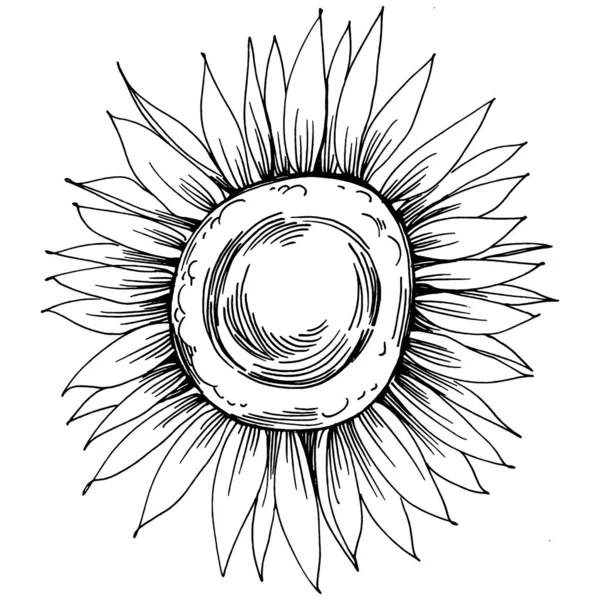 Подсолнух Цветочный Ботанический Цветок Изолированный Элемент Иллюстрации Векторный Ручной Рисунок — стоковый вектор