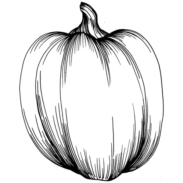 Illustration Vintage Citrouille Dessinée Main Pour Halloween Gravure Automne Récolte — Image vectorielle