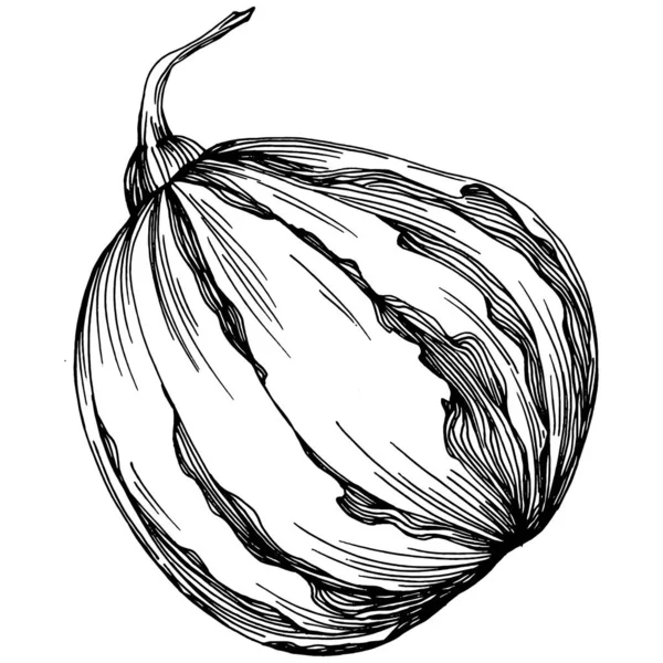 Illustration Vintage Citrouille Dessinée Main Pour Halloween Gravure Automne Récolte — Image vectorielle