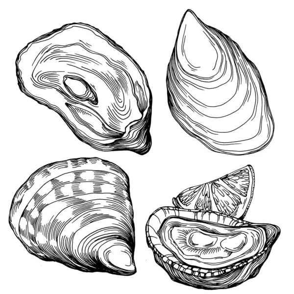 Oesters Vector Met Gravure Stijl Illustratie Van Logo Embleem Voor — Stockvector