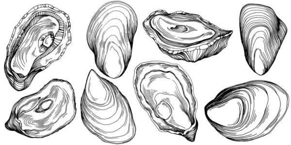 오이스터 벡터에는 해산물 디자인을 로고나 엠블렘을 조각하는 스타일의 삽화가 전형적 — 스톡 벡터