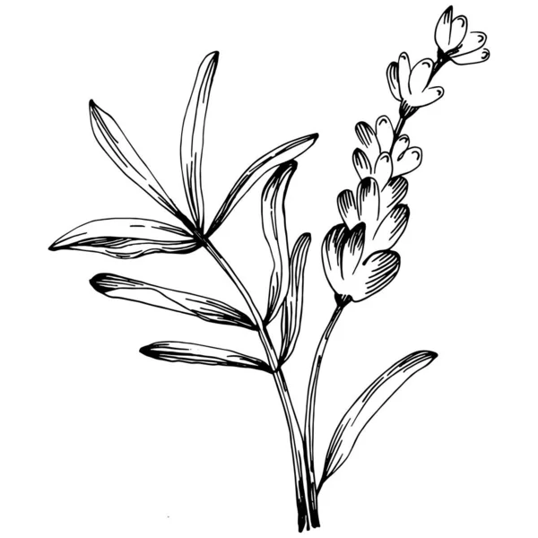 Lavendel Isolerad Skiss Illustration Handritat Element För Bröllop Ört Växt — Stock vektor