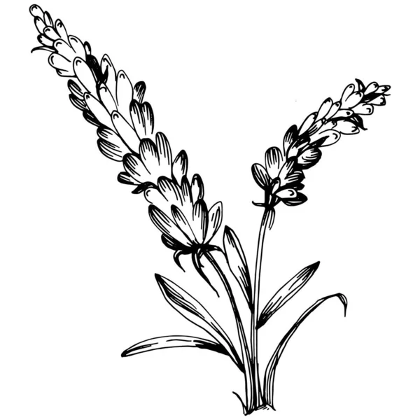 Lavendel Isolierte Skizzenillustration Handgezeichnetes Element Für Hochzeitskraut Pflanze Oder Monogramm — Stockvektor