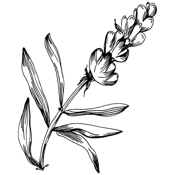 Изолированный Эскиз Лаванды Ручной Рисунок Элемента Свадебной Травы Растения Монограммы — стоковый вектор