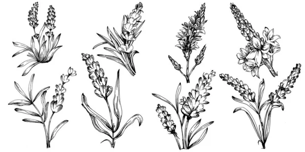 Lavendel Geïsoleerde Schets Illustratie Handgetekende Element Voor Bruiloft Kruid Plant — Stockvector