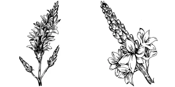 Изолированный Эскиз Лаванды Ручной Рисунок Элемента Свадебной Травы Растения Монограммы — стоковый вектор