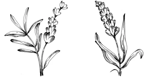 Lavendel Geïsoleerde Schets Illustratie Handgetekende Element Voor Bruiloft Kruid Plant — Stockvector