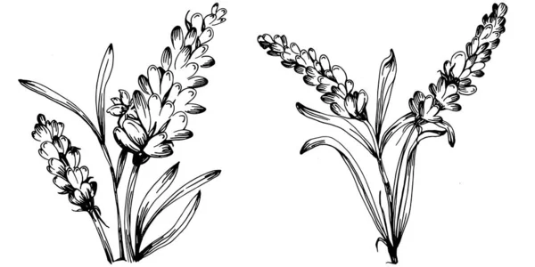 Illustrazione Schizzo Isolato Lavanda Elemento Disegnato Mano Erba Nuziale Pianta — Vettoriale Stock