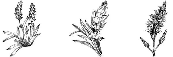 Lavendel Isolerad Skiss Illustration Handritat Element För Bröllop Ört Växt — Stock vektor