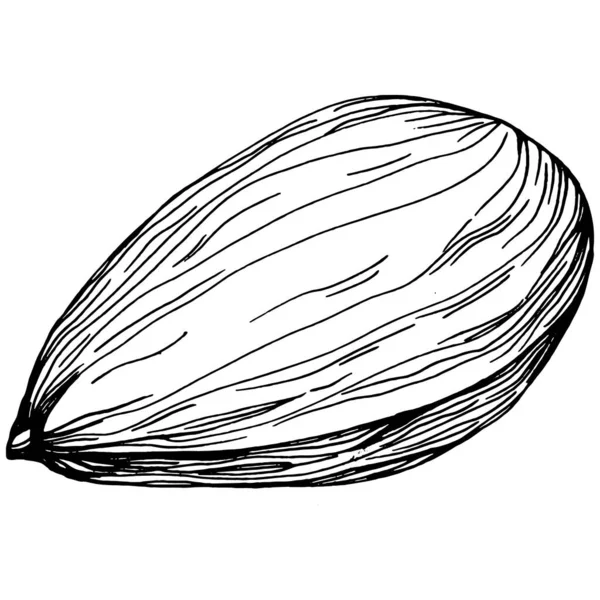 Hazelnoot Filbert Cobnut Met Hand Getekend Vector Illustratie Geïsoleerd Witte — Stockvector