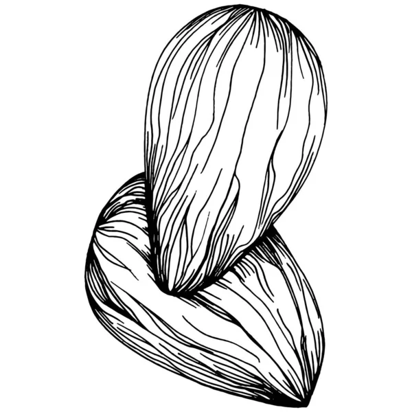 Φουντούκι Φιλέτο Αράχνη Ζωγραφισμένη Στο Χέρι Διάνυσμα Εικονογράφηση Απομονωμένη Λευκό — Διανυσματικό Αρχείο