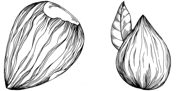 Haselnuss Filbert Cobnut Handgezeichnete Vektorillustration Isoliert Auf Weißem Hintergrund Bauernhof — Stockvektor