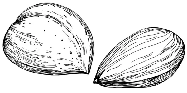 Nocciola Nocciola Cocco Disegnato Mano Vector Illustrazione Isolato Sfondo Bianco — Vettoriale Stock