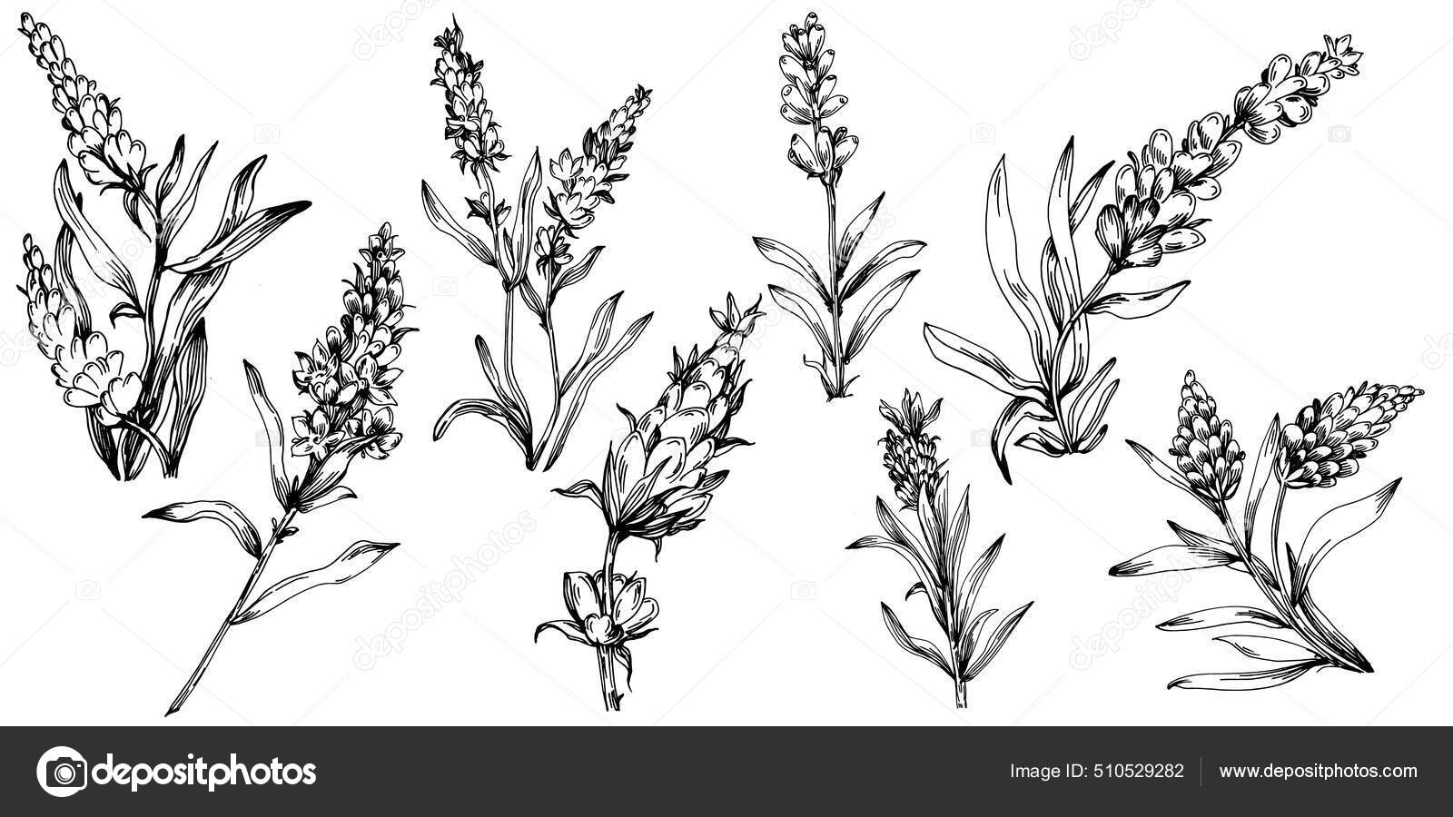 Lavender isolated sketch illustration hand drawn element wedding herb