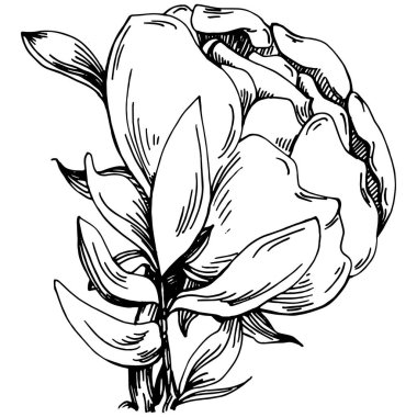 Şakayık çiçeği. Çiçekli botanik çiçeği. İzole illüstrasyon elementi. Arkaplan, doku, ambalaj deseni, çerçeve veya kenar çizimi için vektör el.