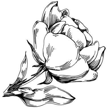 Şakayık çiçeği. Çiçekli botanik çiçeği. İzole illüstrasyon elementi. Arkaplan, doku, ambalaj deseni, çerçeve veya kenar çizimi için vektör el.