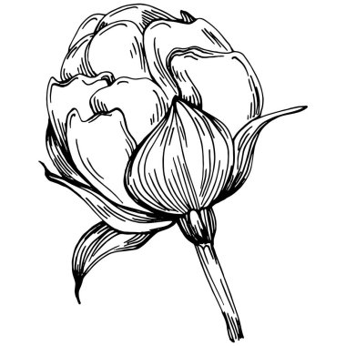 Şakayık çiçeği. Çiçekli botanik çiçeği. İzole illüstrasyon elementi. Arkaplan, doku, ambalaj deseni, çerçeve veya kenar çizimi için vektör el.